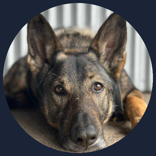 K9Aus